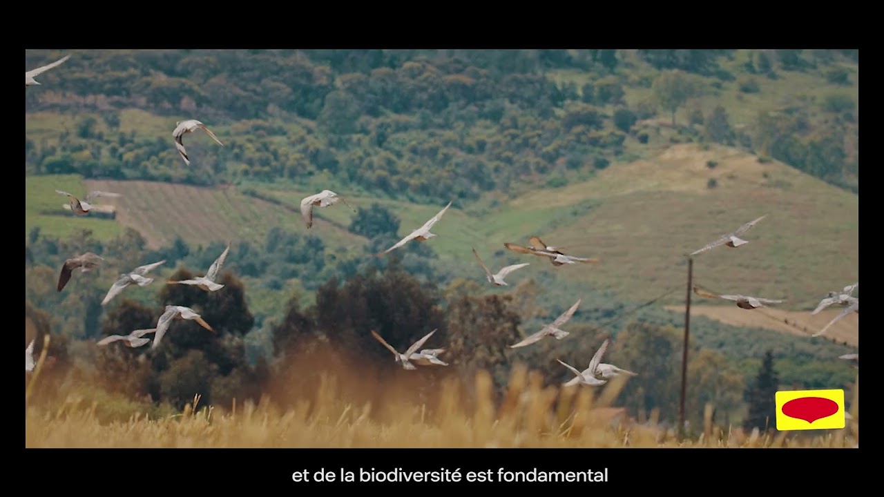 Preview image for the video "Découvrez les histoires des agriculteurs partenaires de MAGGI®".