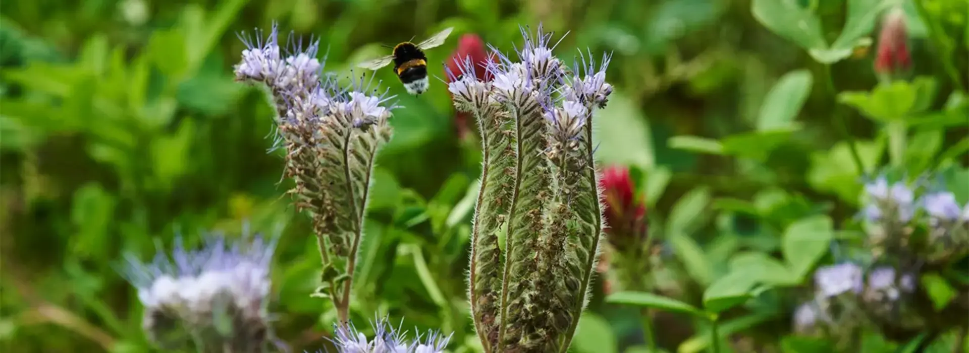 La biodiversité au-dessus du sol