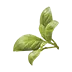 image of Basil